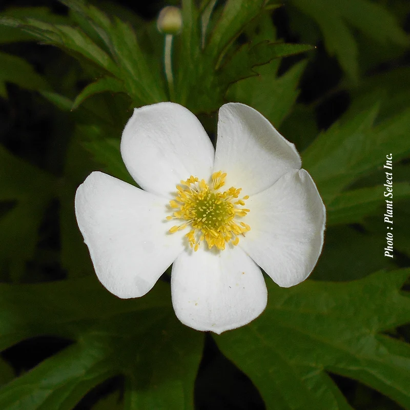 Anémone canadensis (Anemone canadensis)