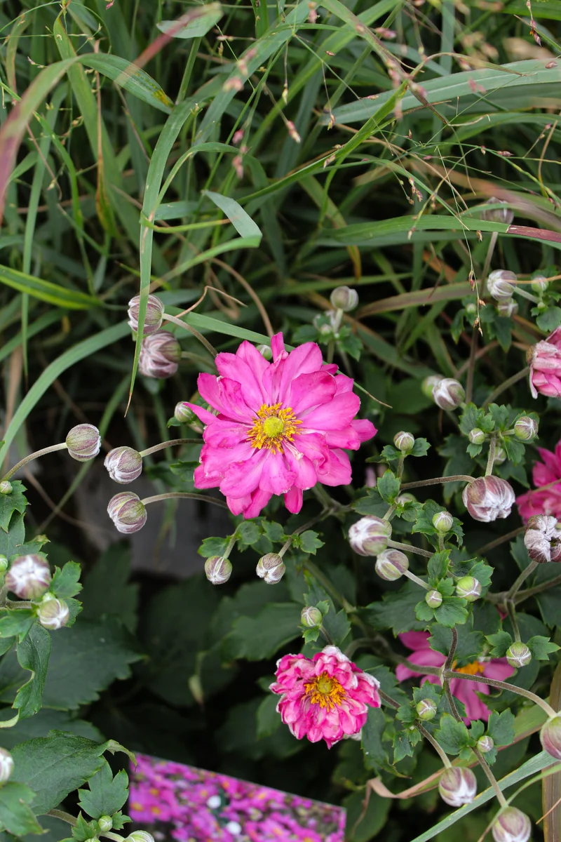 Anémone ‘Fall in Love Sweetly’ (Anemone Fall in Love® 'Sweetly')