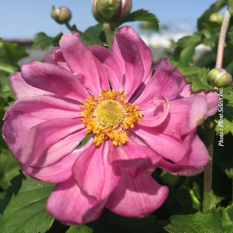 Anémone ‘Curtain Call Pink’ (Anemone 'Curtain Call Pink')