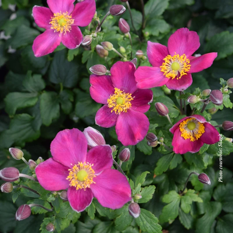 Anémone ‘Fantasy Red Riding Hood’ (Anemone Fantasy™ 'Red Riding Hood')
