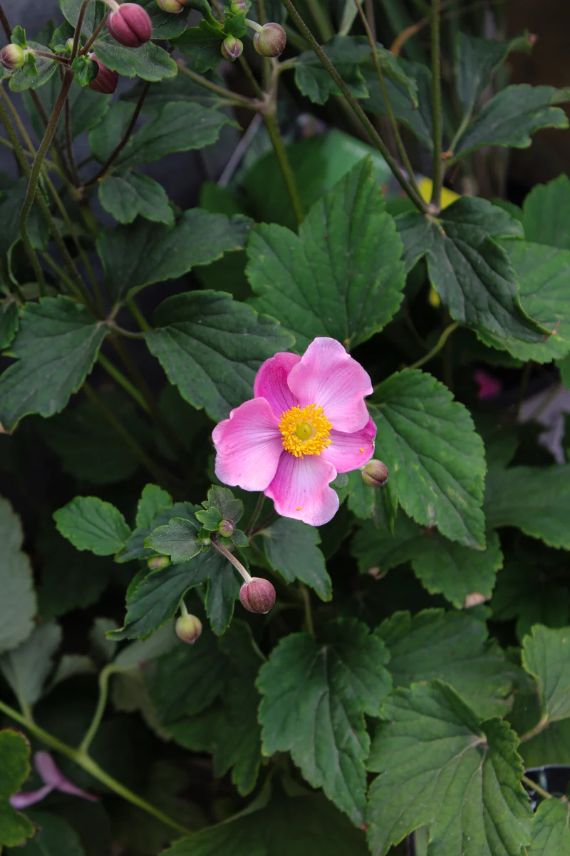 Anémone ‘September Charm’ (Anemone 'September Charm')