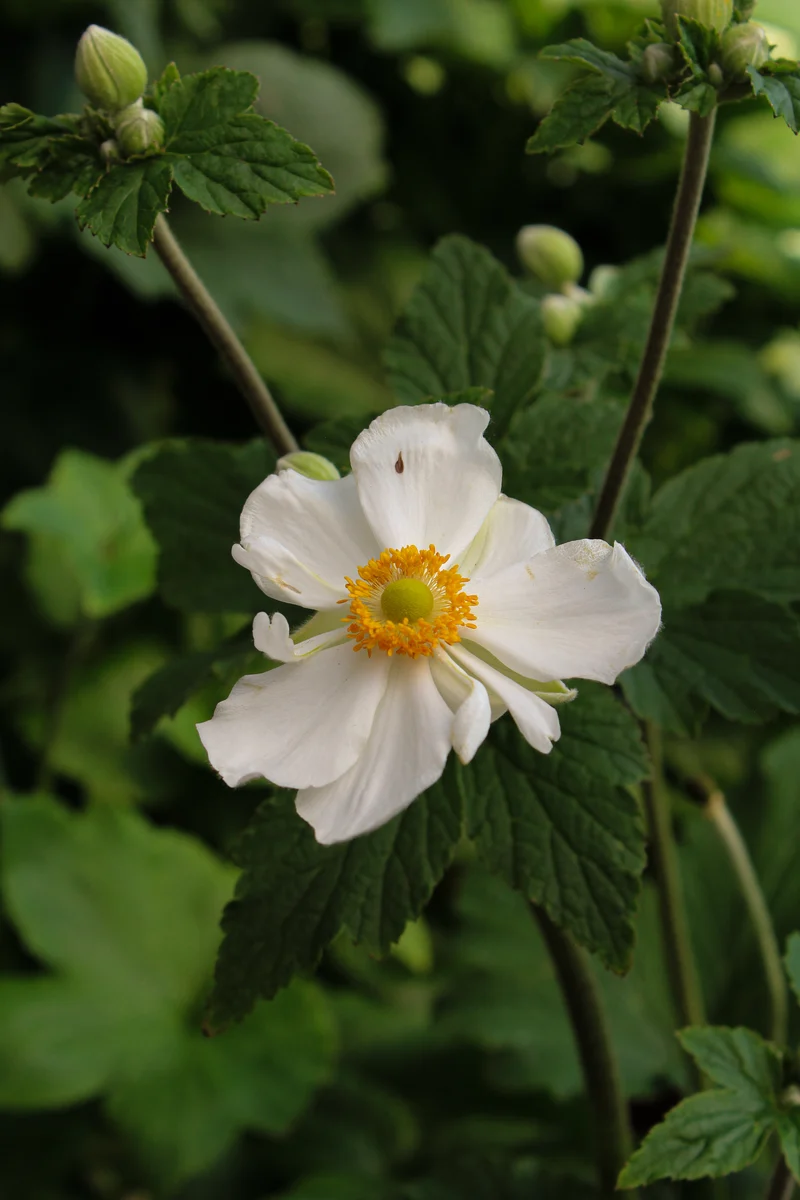 Anémone ‘Honorine Jobert’ (Anemone 'Honorine Jobert')