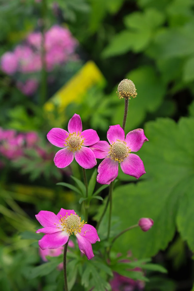 Anémone ‘Spring Beauty Pink’ (Anemone Spring Beauty™ Pink)