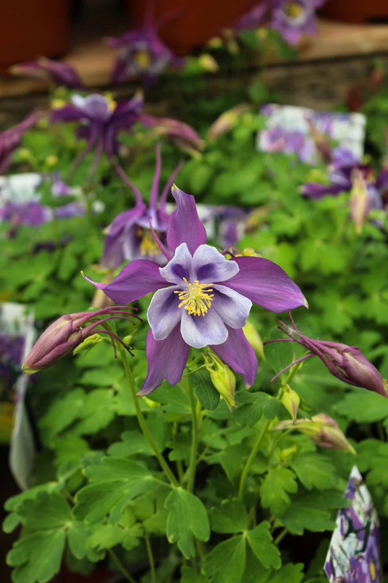 Ancolie ‘Earlybird Purple Blue’ (Aquilegia Earlybird™ 'Purple Blue')