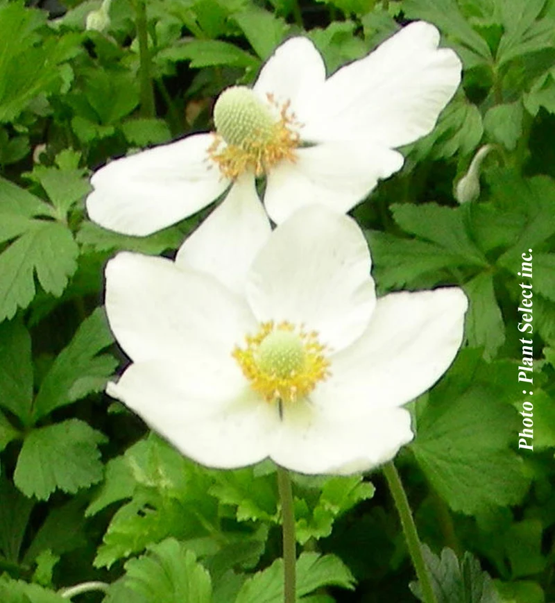 Anémone sylvestris (Anemone sylvestris)