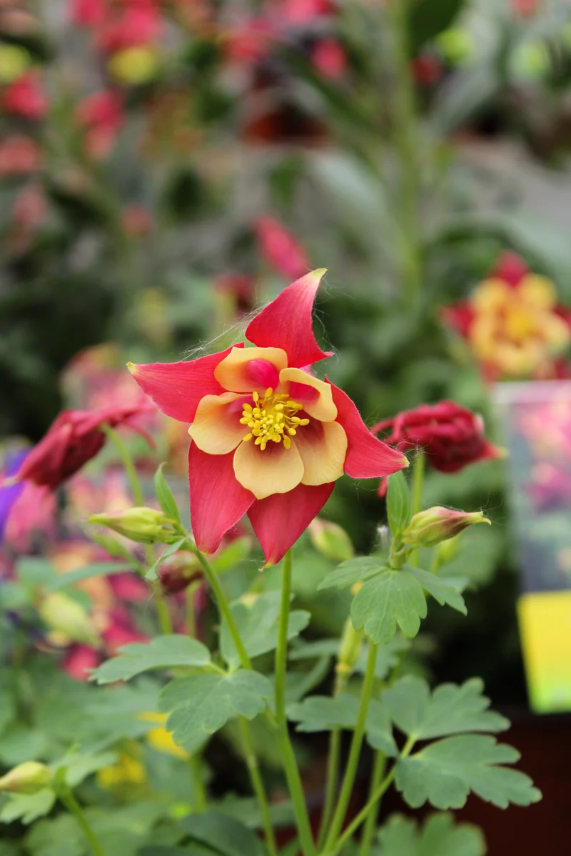 Ancolie ‘Earlybird Red Yellow’ (Aquilegia Earlybird™ 'Red Yellow')