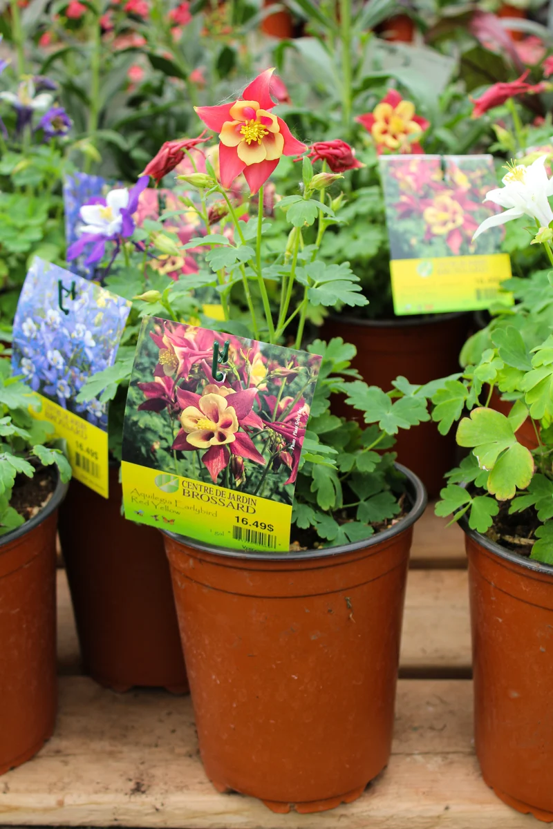 Ancolie ‘Earlybird Red Yellow’ (Aquilegia Earlybird™ 'Red Yellow')