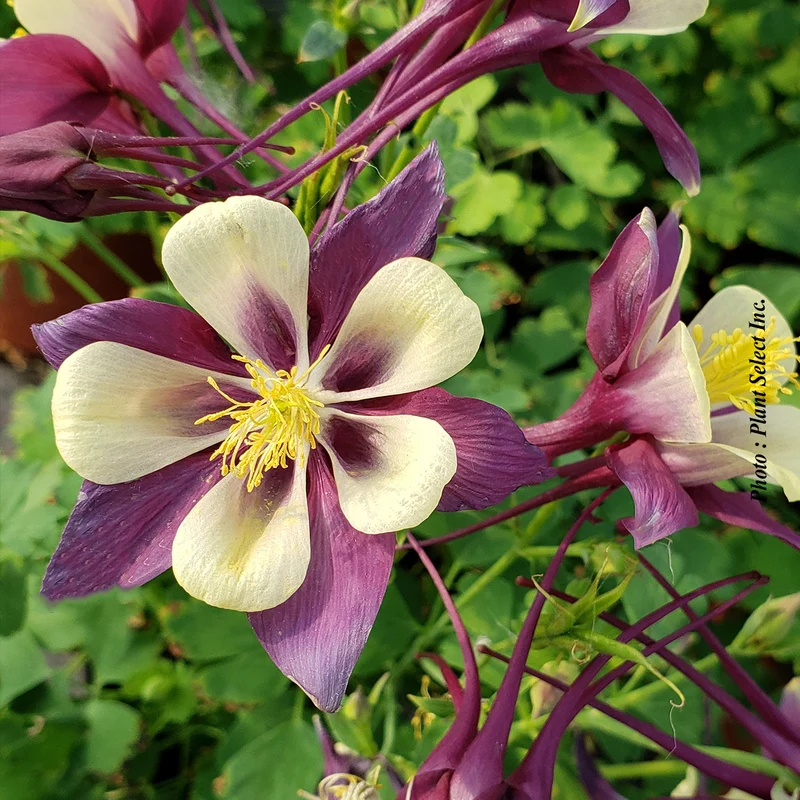 Ancolie ‘Earlybird Purple Yellow’ (Aquilegia Earlybird™ 'Purple Yellow')