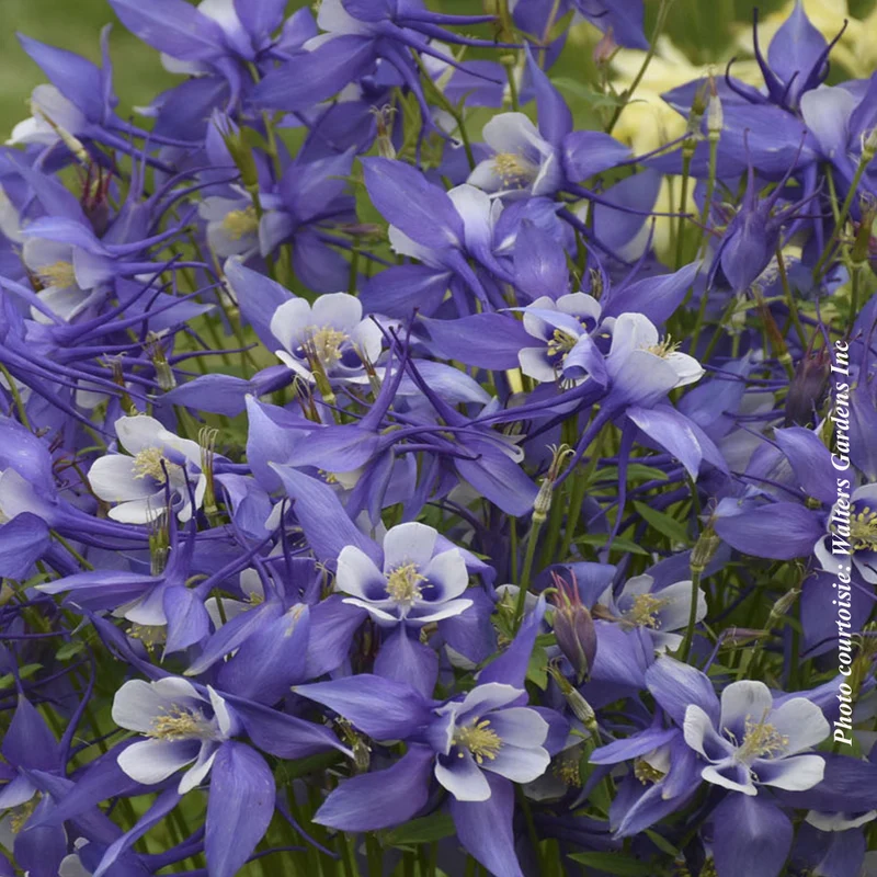 Ancolie ‘Kirigami Deep Blue and White’ (Aquilegia Kirigami™ 'Deep Blue and White')