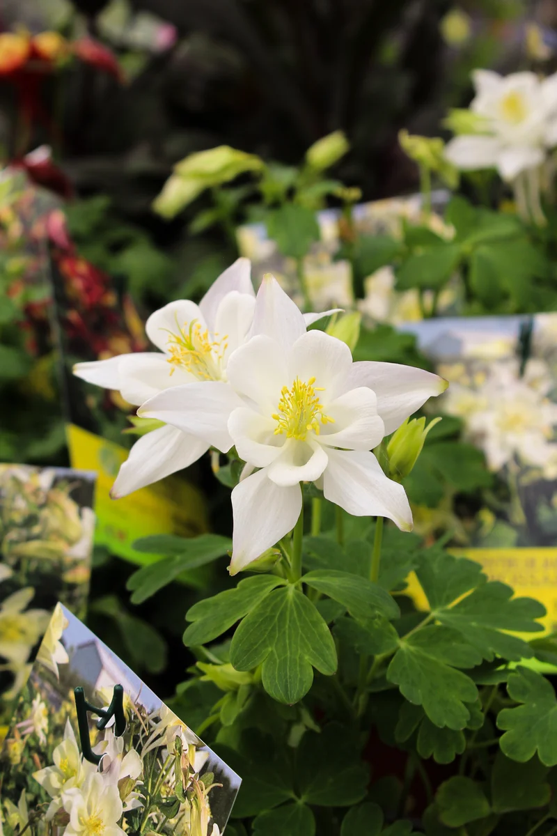 Ancolie ‘Earlybird White’ (Aquilegia Earlybird™ 'White')
