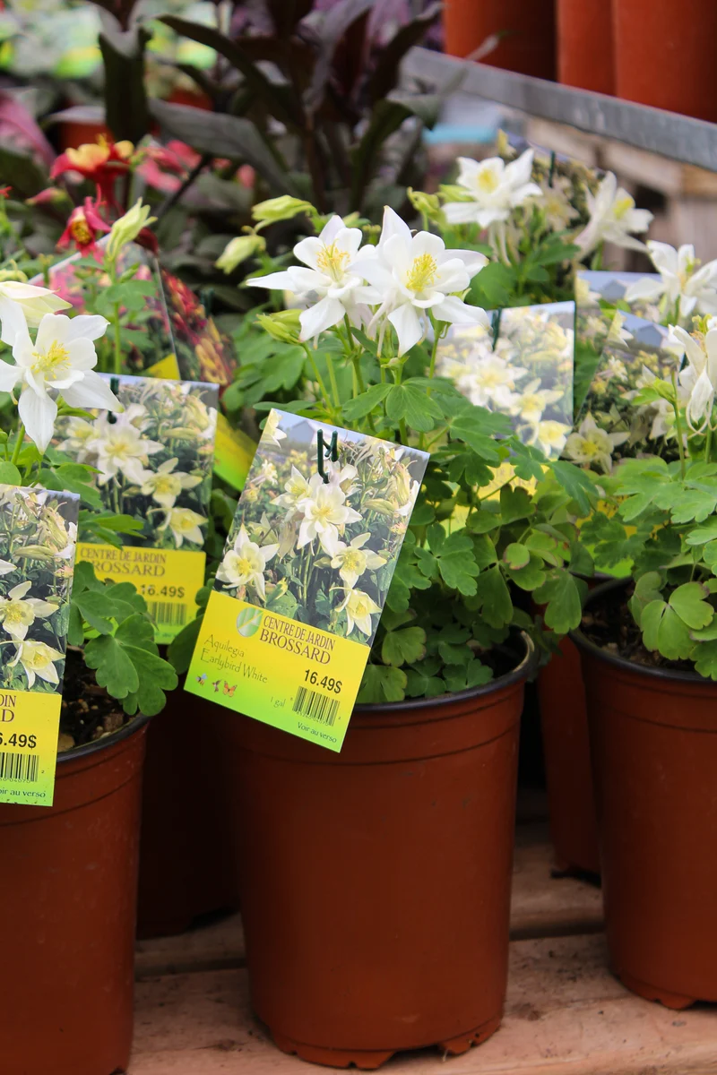 Ancolie ‘Earlybird White’ (Aquilegia Earlybird™ 'White')