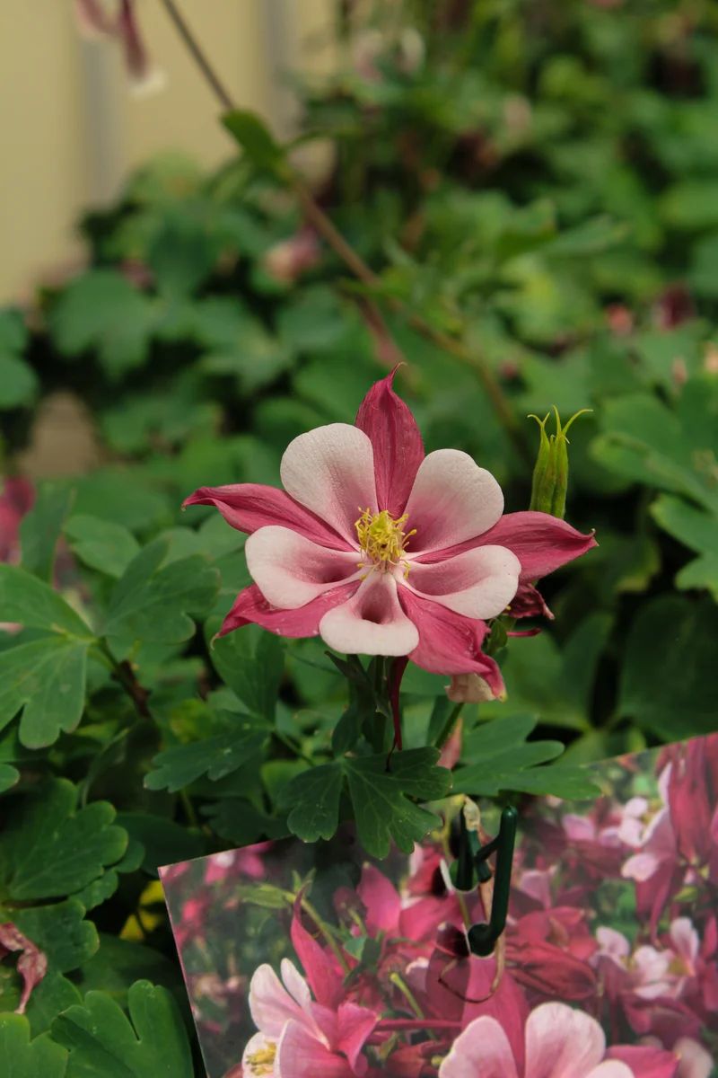 Ancolie ‘Kirigami Rose and Pink’ (Aquilegia Kirigami™ 'Rose and Pink')