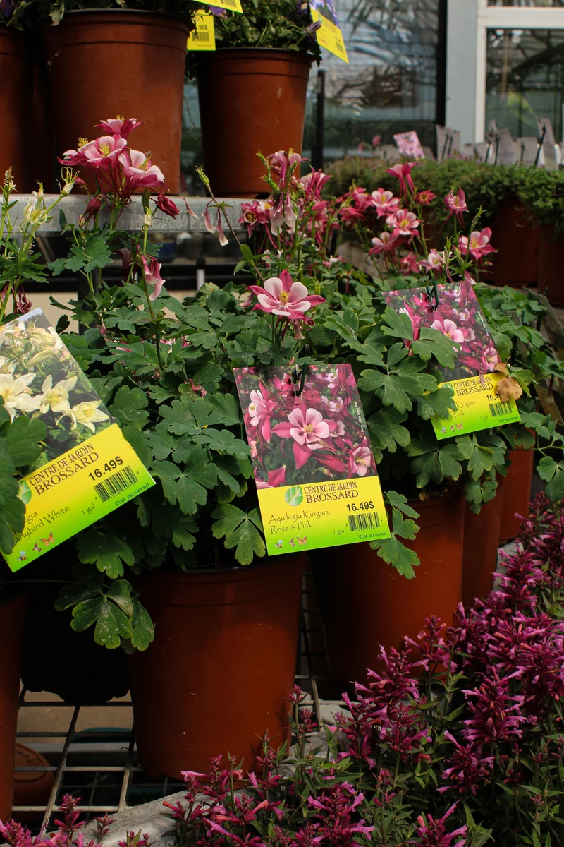 Ancolie ‘Kirigami Rose and Pink’ (Aquilegia Kirigami™ 'Rose and Pink')