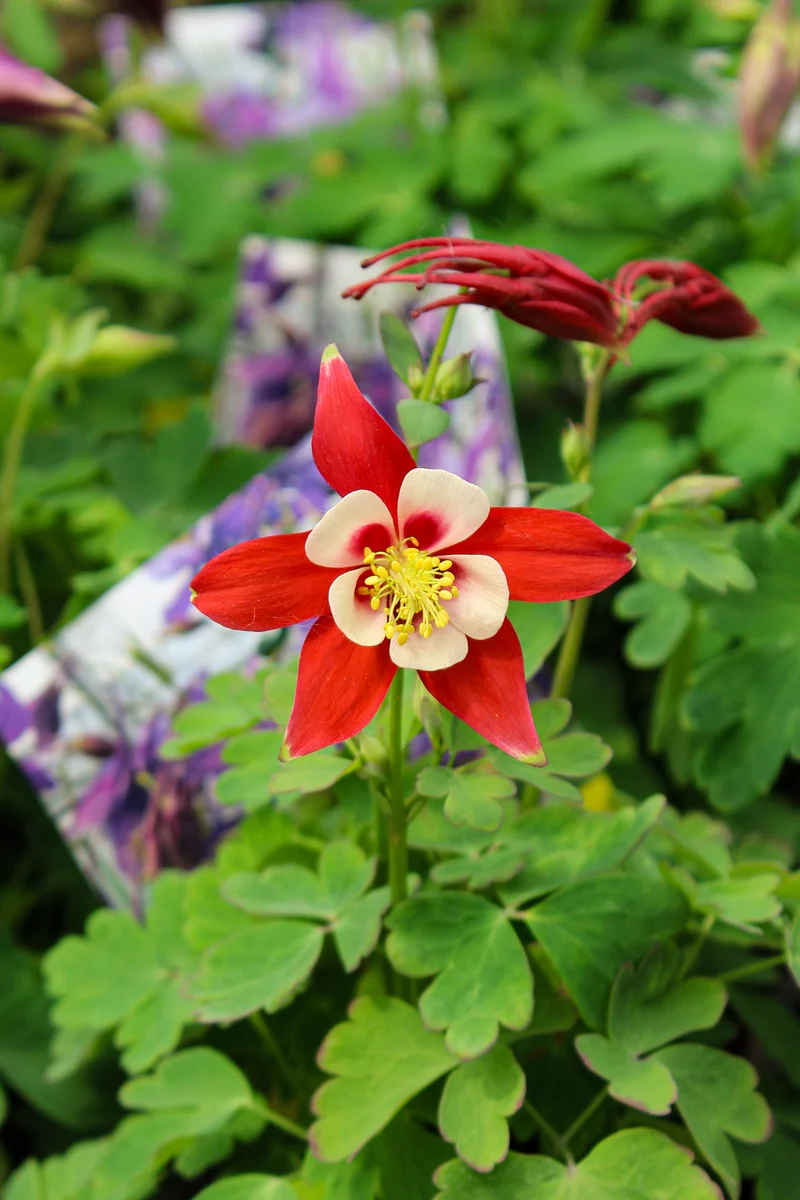 Ancolie ‘Kirigami Red and White’ (Aquilegia Kirigami™ 'Red and White')