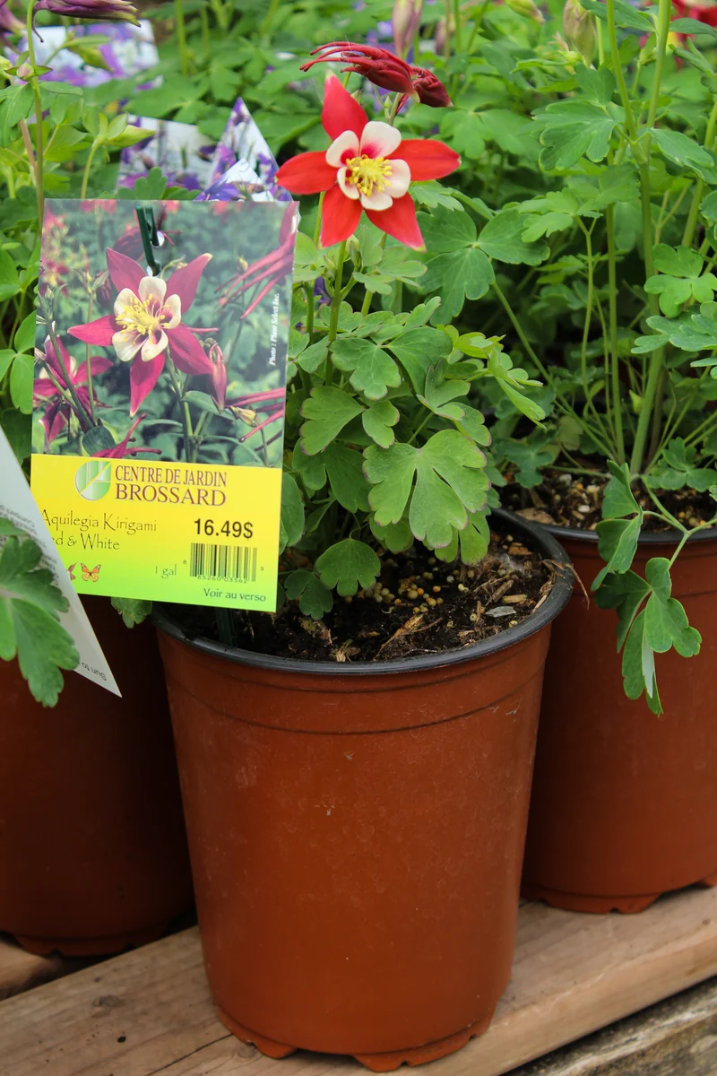 Ancolie ‘Kirigami Red and White’ (Aquilegia Kirigami™ 'Red and White')