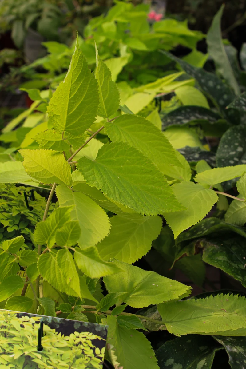 Aralie ‘Sun King’ (Aralia 'Sun King')
