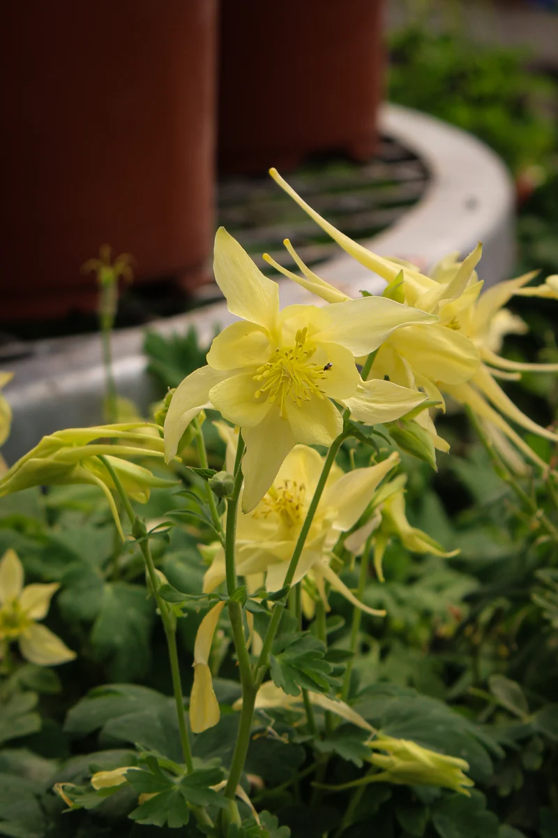Ancolie ‘Kirigami Yellow’ (Aquilegia Kirigami™ 'Yellow')