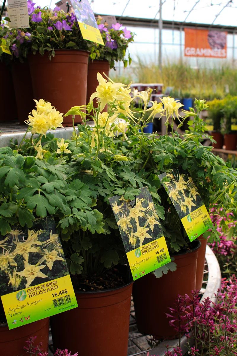 Ancolie ‘Kirigami Yellow’ (Aquilegia Kirigami™ 'Yellow')