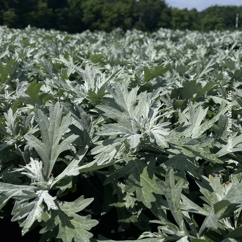 Armoise ‘Silver Lining’ (Artemisia 'Silver Lining')