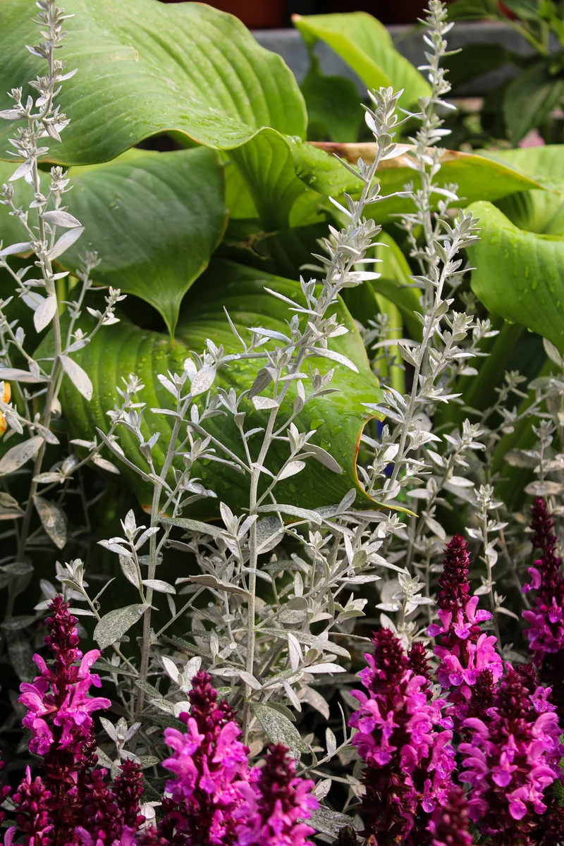 Armoise ‘GardenGhost’ (Artemisia GardenGhost™)