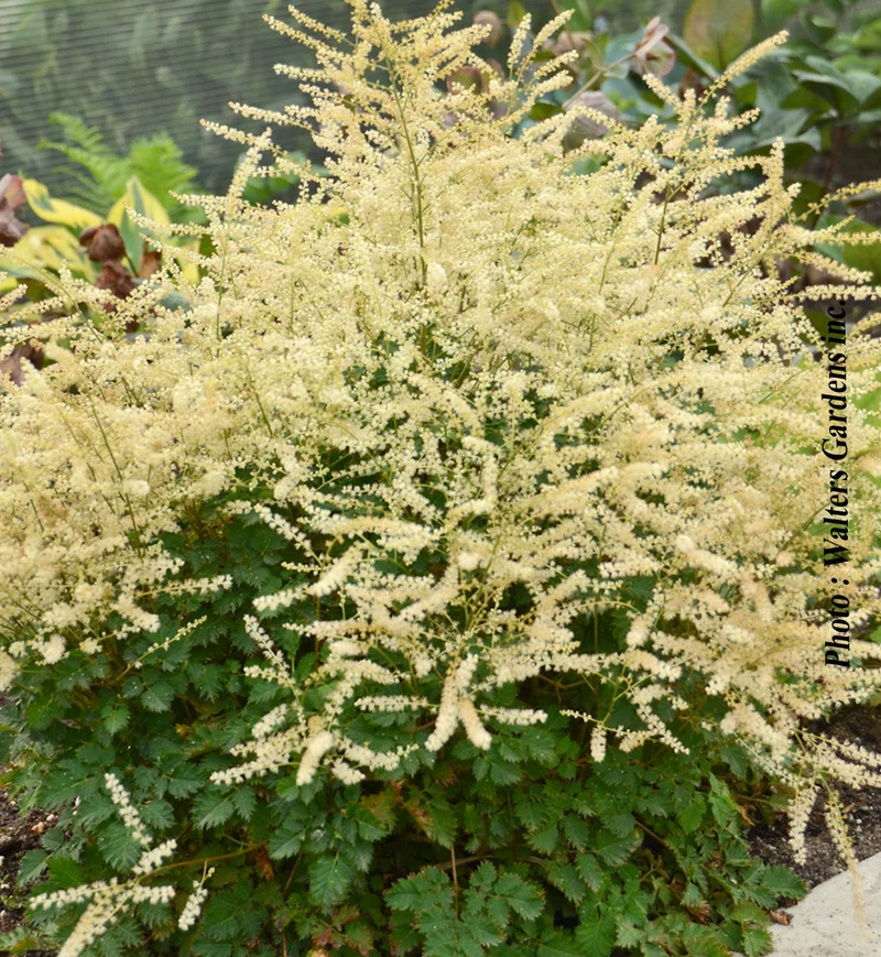 Barbe-de-bouc ‘Chantilly Lace’ (Aruncus 'Chantilly Lace')