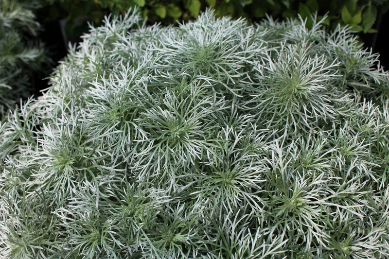 Armoise ‘Silver Mound’ (Artemisia 'Silver Mound')