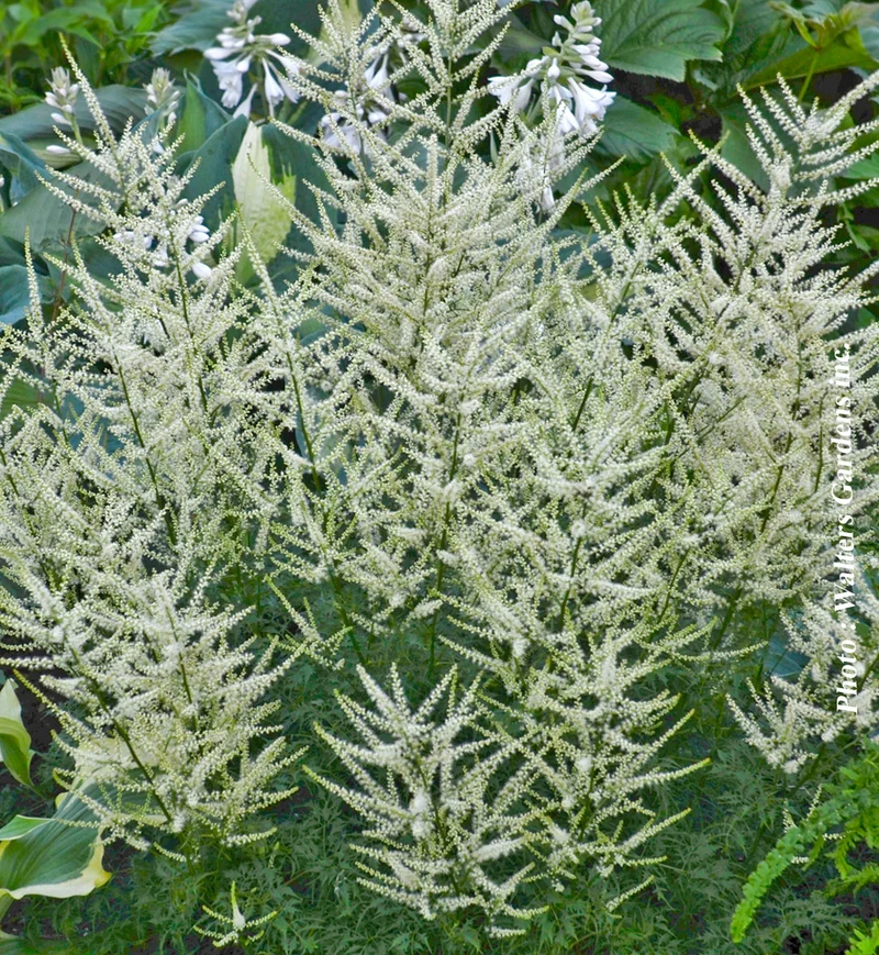 Barbe-de-bouc ‘Fairy Hair’ (Aruncus 'Fairy Hair')