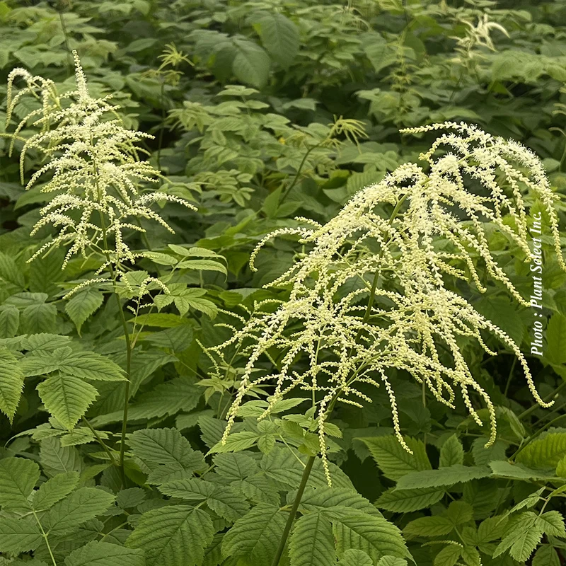 Barbe-de-bouc dioicus (Aruncus dioicus (Sylvestris))