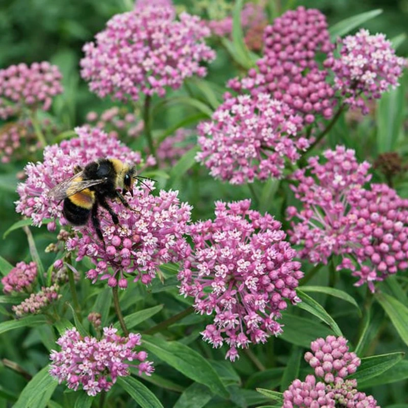 Asclépiade ‘Cinderella’ (Asclepias 'Cinderella')