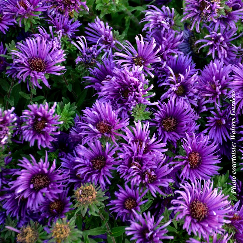 Aster ‘Grape Crush’ (Aster 'Grape Crush')