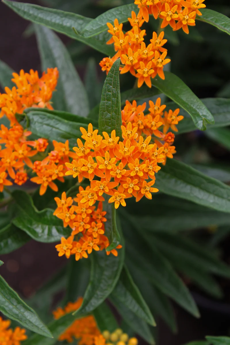 Asclépiade tuberosa (Asclepias tuberosa)
