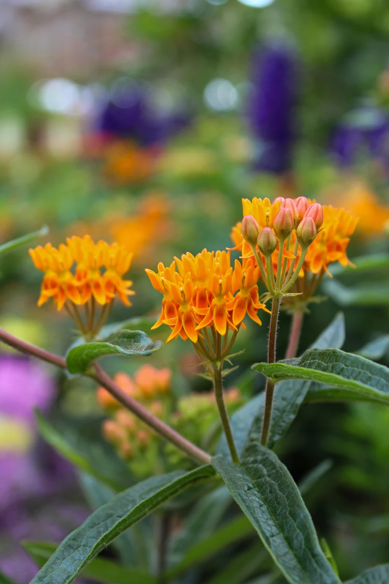 Asclépiade tuberosa (Asclepias tuberosa)