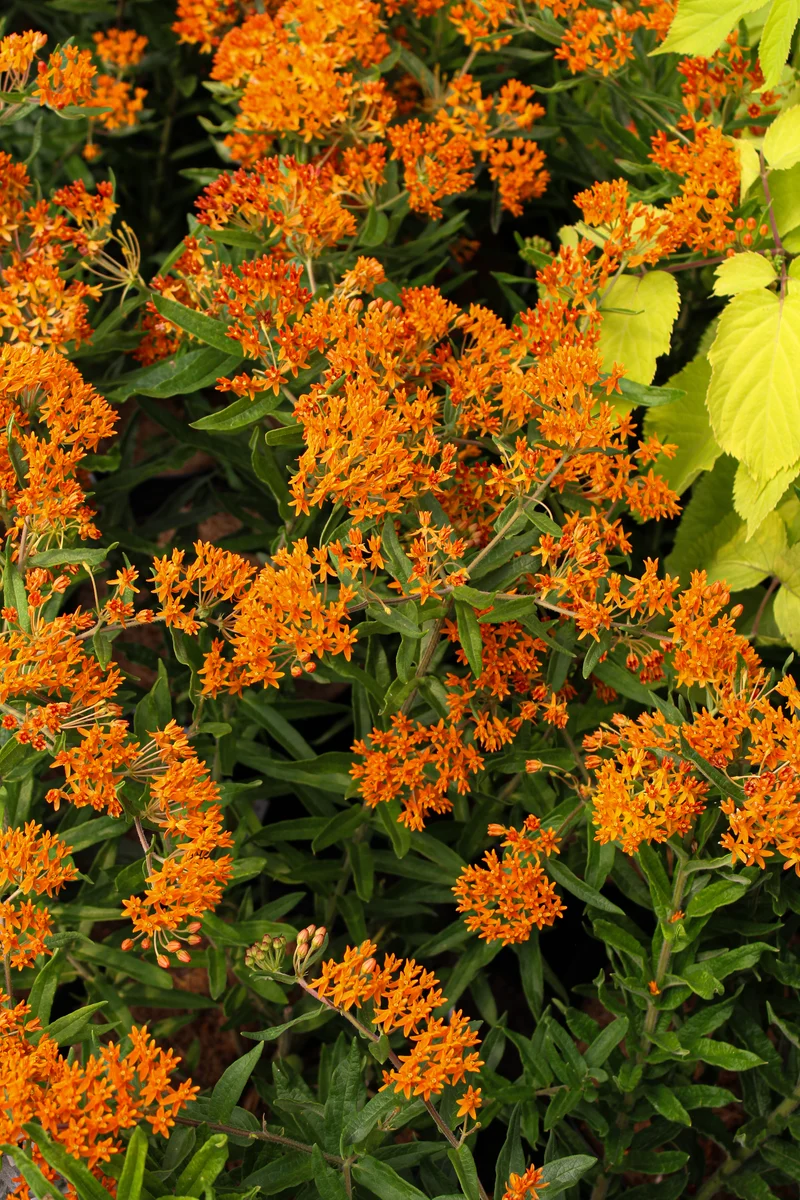 Asclépiade tuberosa (Asclepias tuberosa)