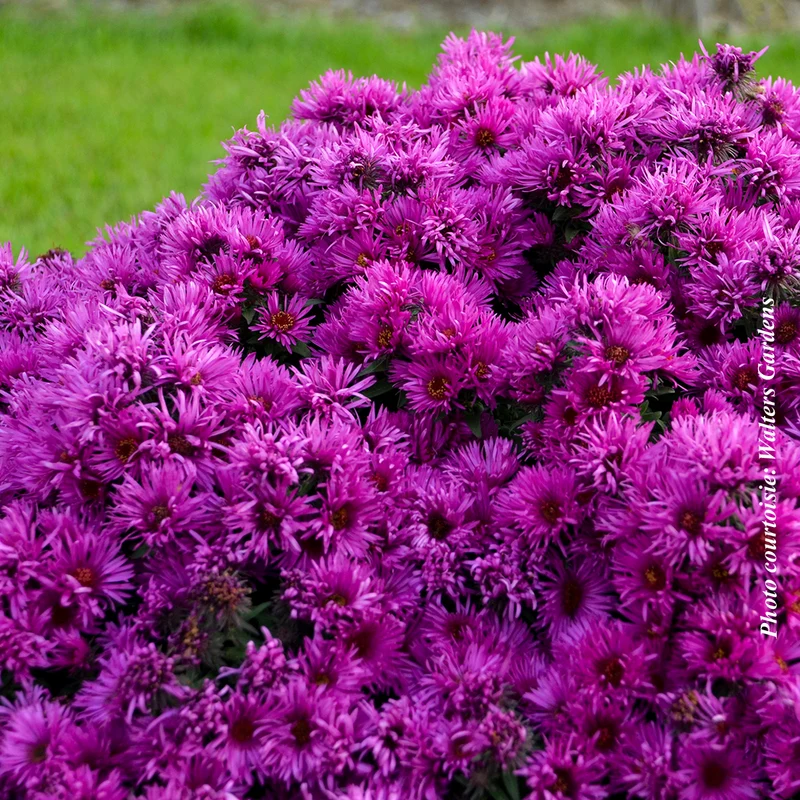 Aster ‘Pink Crush’ (Aster 'Pink Crush')