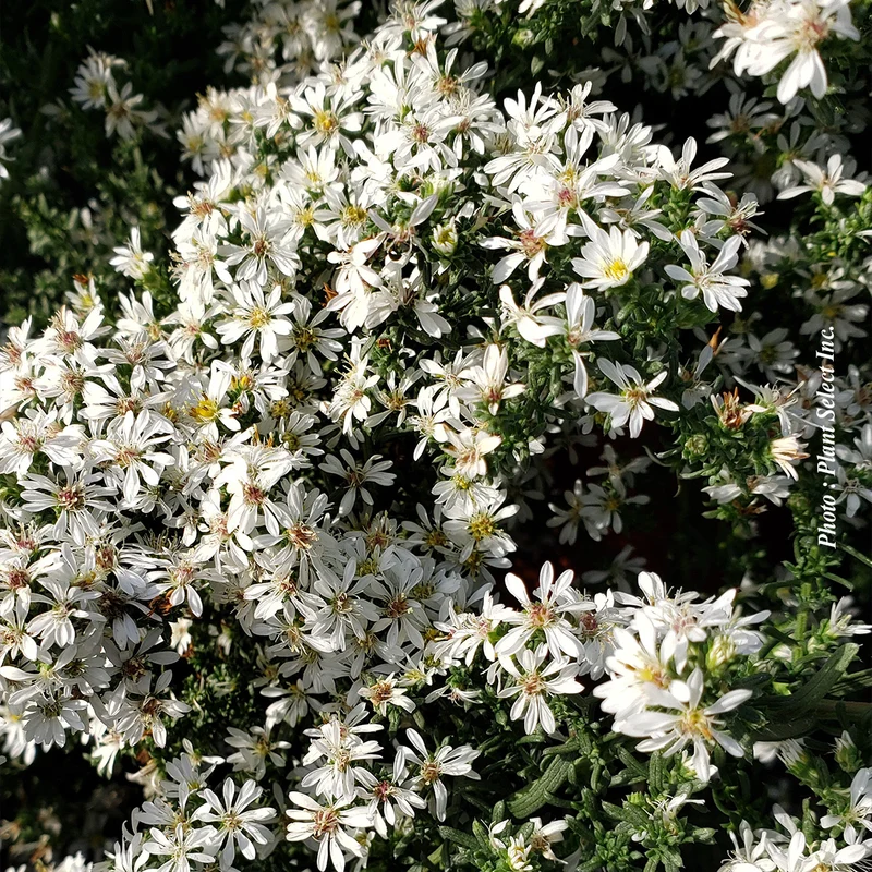 Aster ‘Snow Flurry’ (Aster 'Snow Flurry')