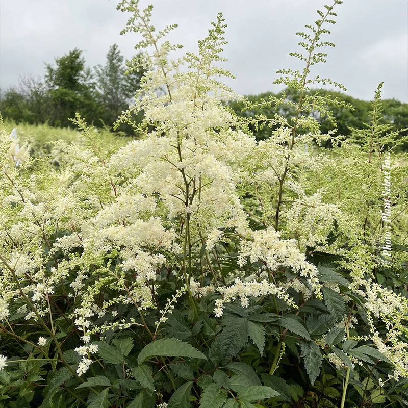 Astilbe ‘Bridal Veil’ (Astilbe 'Bridal Veil')