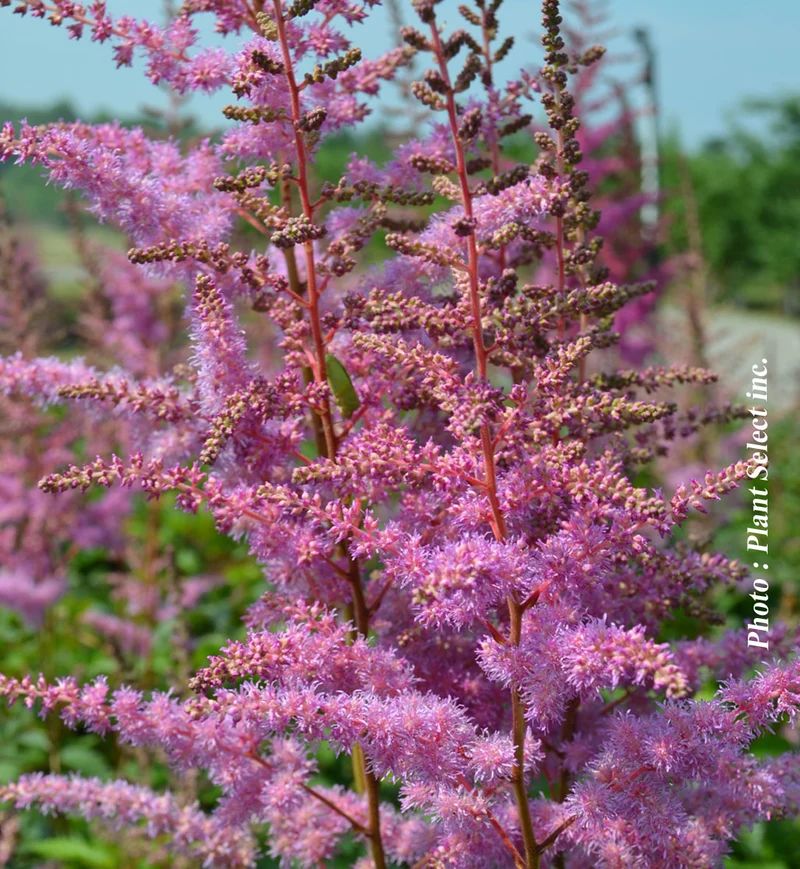 Astilbe ‘Amethyst’ (Astilbe 'Amethyst')