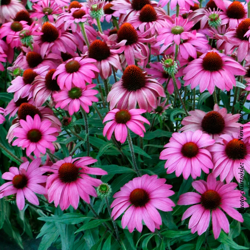 Échinacée ‘Prima Berry’ (Echinacea PRIMA™ 'Berry')