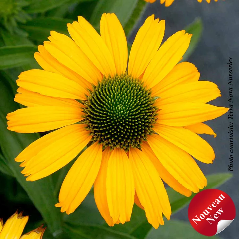 Échinacée ‘Prima Amarillo’ (Echinacea PRIMA™ 'Amarillo')