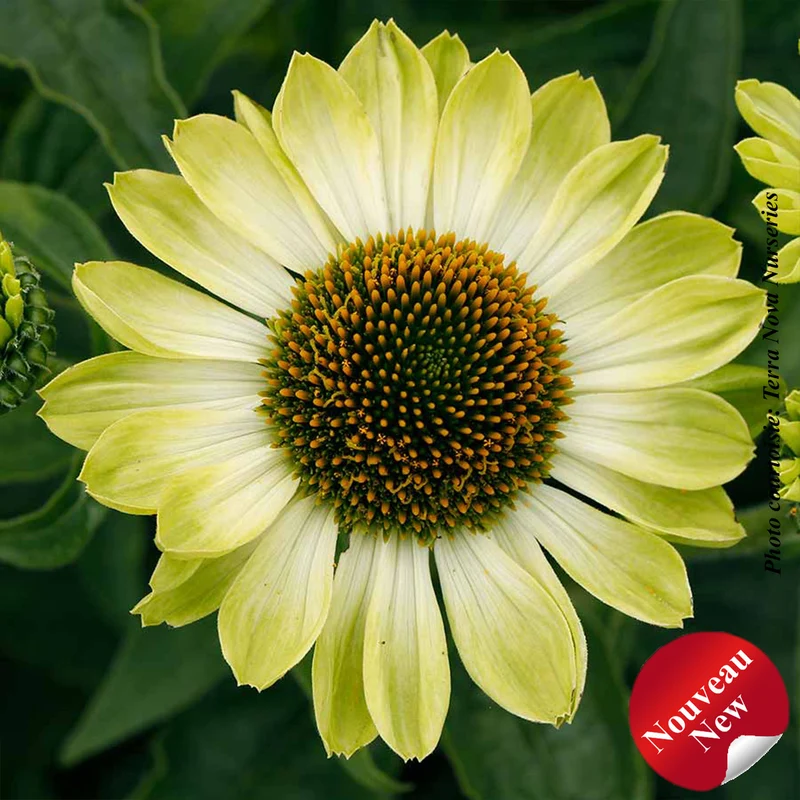 Échinacée ‘Prima Lime’ (Echinacea PRIMA™ 'Lime')
