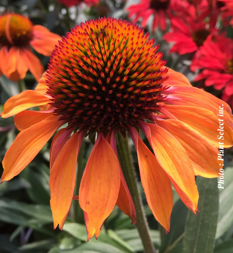 Échinacée ‘Prima Ginger’ (Echinacea PRIMA™ 'Ginger')