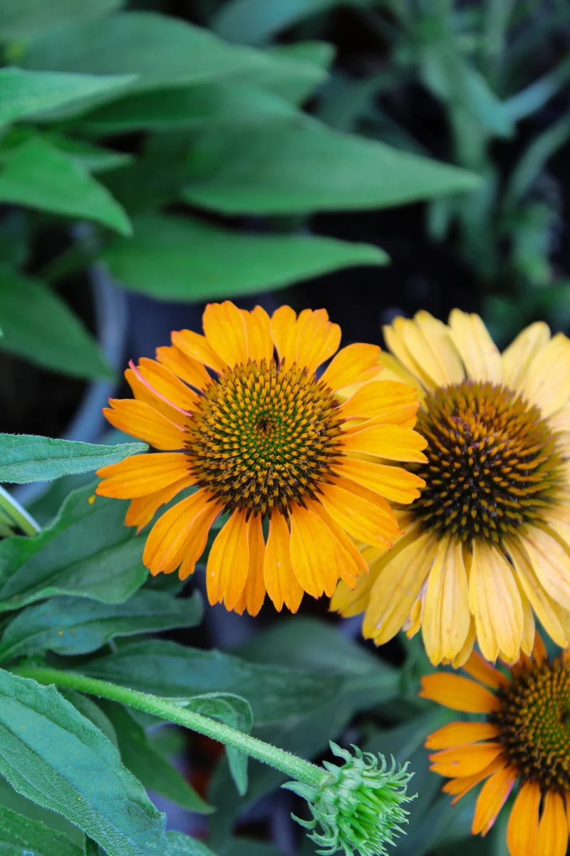 Échinacée ‘Prima Saffron’ (Echinacea PRIMA™ 'Saffron')