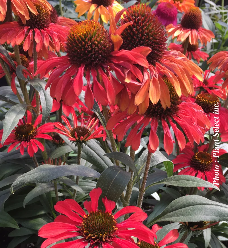Échinacée ‘Prima Ruby’ (Echinacea PRIMA™ 'Ruby')