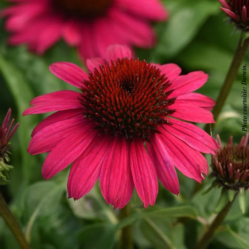 Échinacée ‘Sombrero Poco Hot Pink’ (Echinacea Sombrero Poco™ Hot Pink)