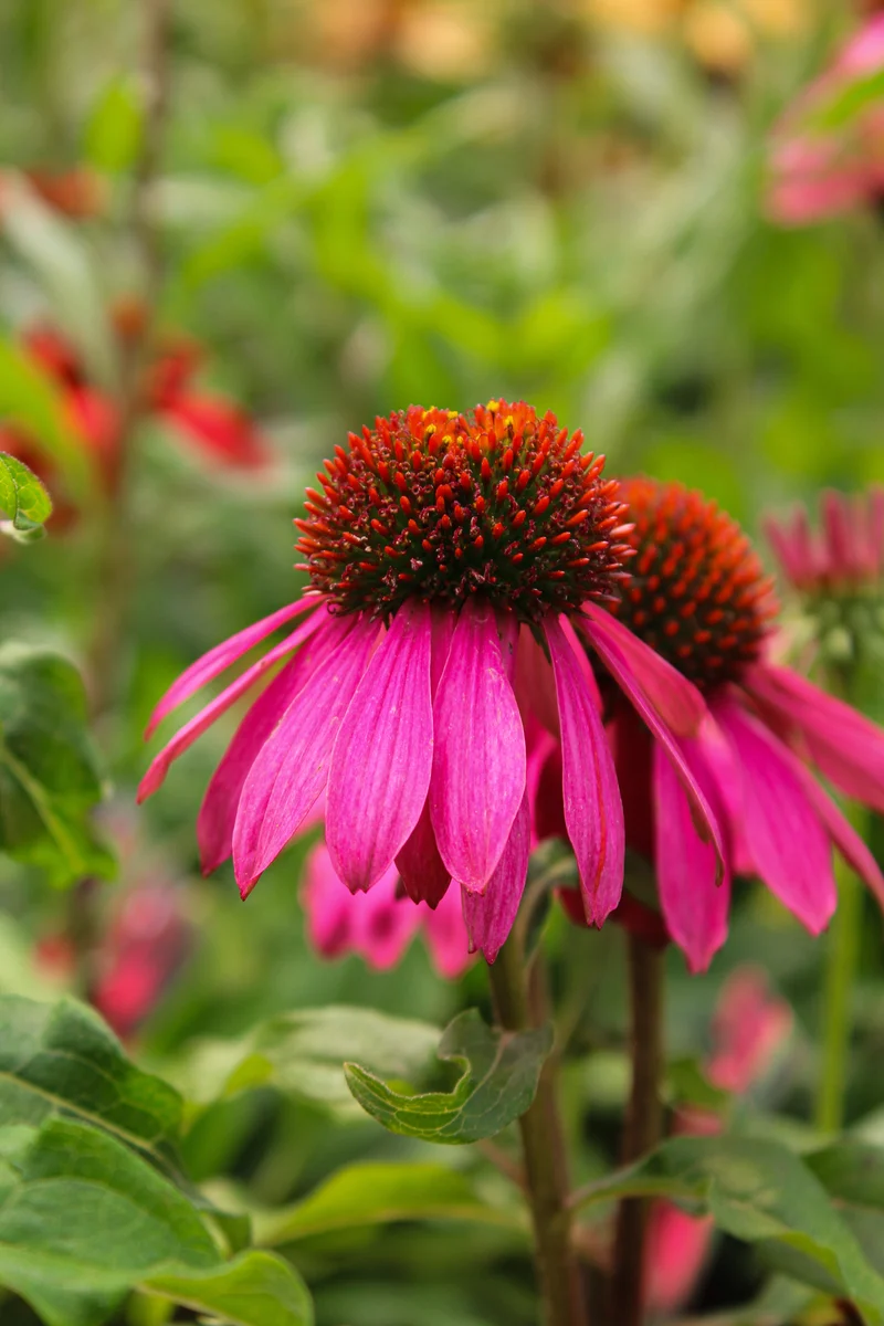 Échinacée ‘Sombrero Poco Hot Pink’ (Echinacea Sombrero Poco™ Hot Pink)