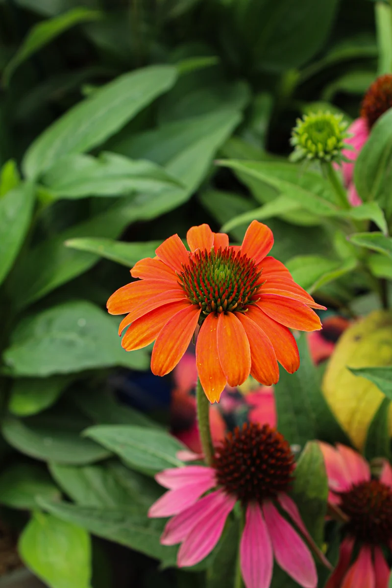 Échinacée ‘Sombrero Poco Hot Coral’ (Echinacea Sombrero Poco™ Hot Coral)