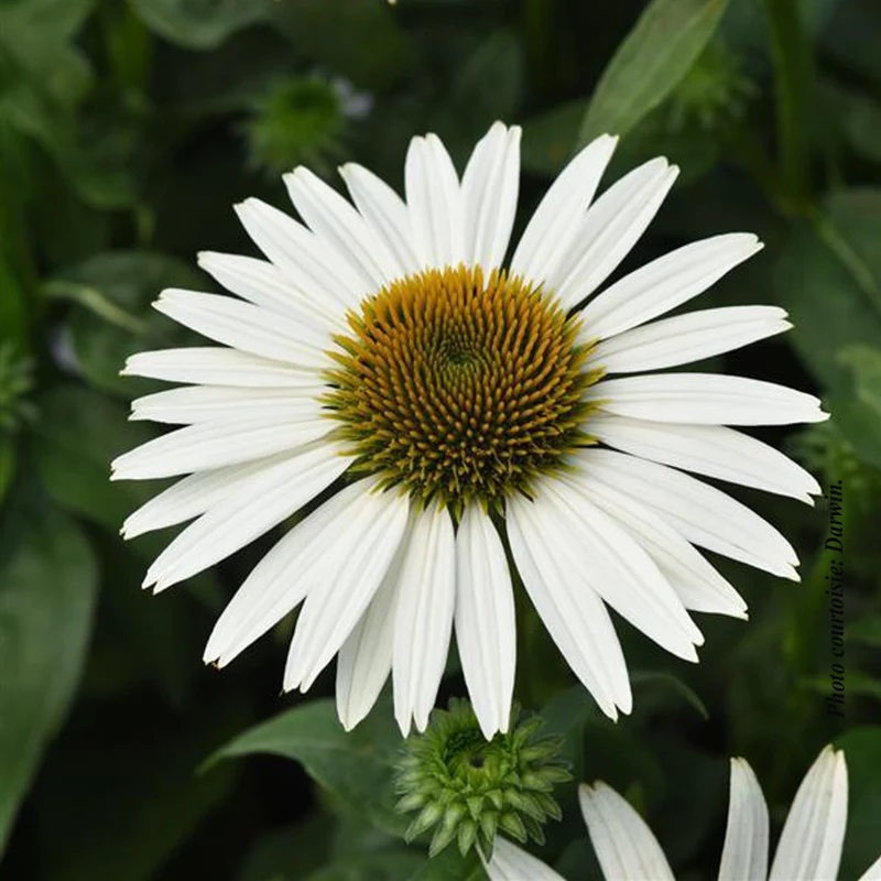 Échinacée ‘Sombrero Poco White’ (Echinacea Sombrero Poco™ White)