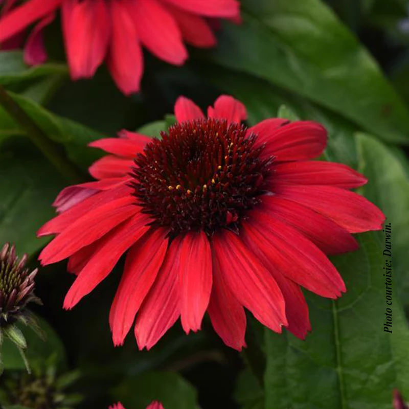 Échinacée ‘Sombrero Poco Red’ (Echinacea Sombrero Poco™ Red)