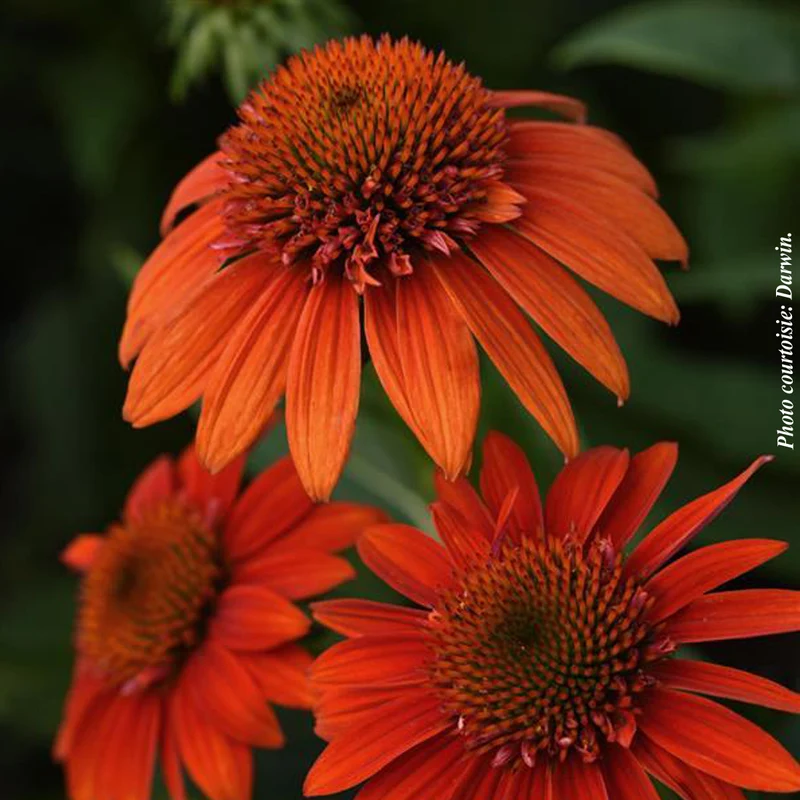 Échinacée ‘Sombrero Fiesta Orange’ (Echinacea Sombrero® 'Fiesta Orange')