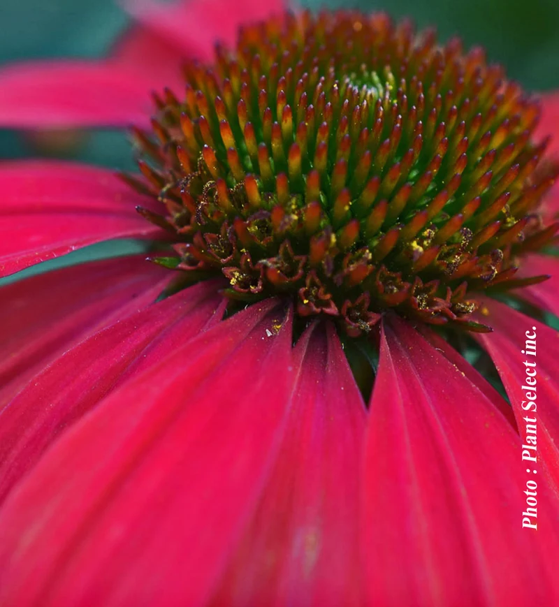 Échinacée ‘Sombrero Baja Burgundy’ (Echinacea Sombrero® 'Baja Burgundy')